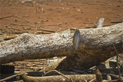 Food Shortage from Droughts